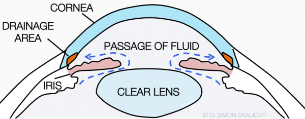 15. normal circulation of fluid